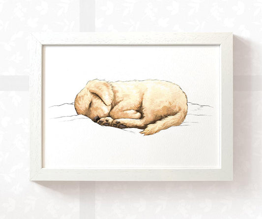 Golden Retriever Sleeping Print