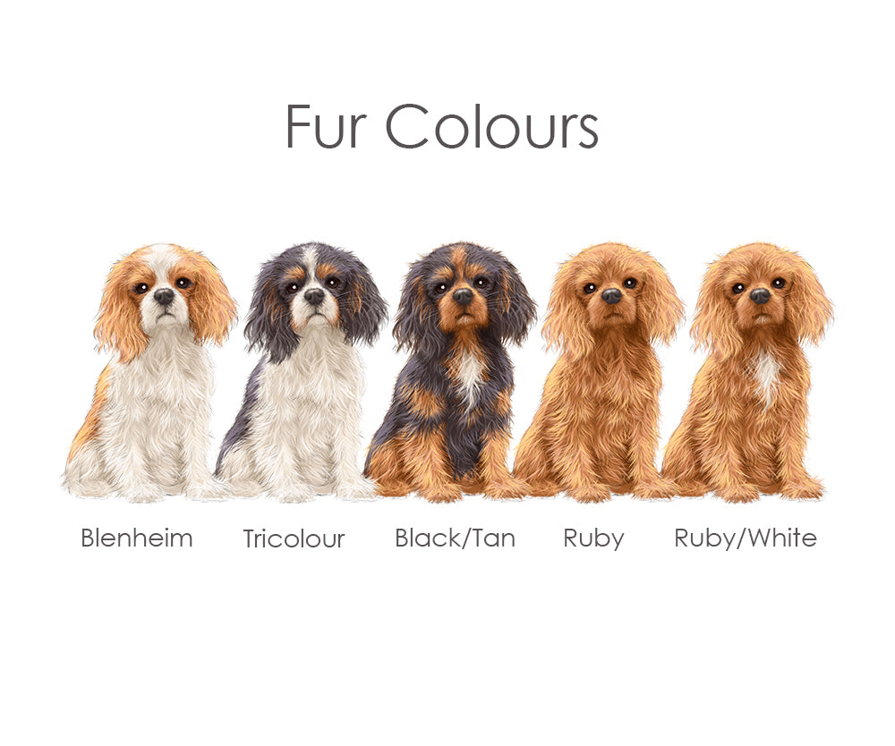 Cavalier king charles spaniel hot sale colors