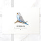 Personalized budgie memorial or gift print in frame
