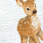 A watercolor-style illustration of a young deer fawn with light brown and white fur, set against a textured white background.