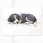 Border Collie Puppy Animal Print