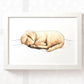 Sleeping Golden Retriever Puppy Dog Print