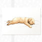 Golden Retriever Splooting Print