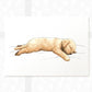 Puppy Nursery Prints New Baby Shower Gift Boy Girl Golden Retriever Sleeping Wall Art Playroom Poster