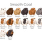 Smooth coat guinea pig fur colour chart