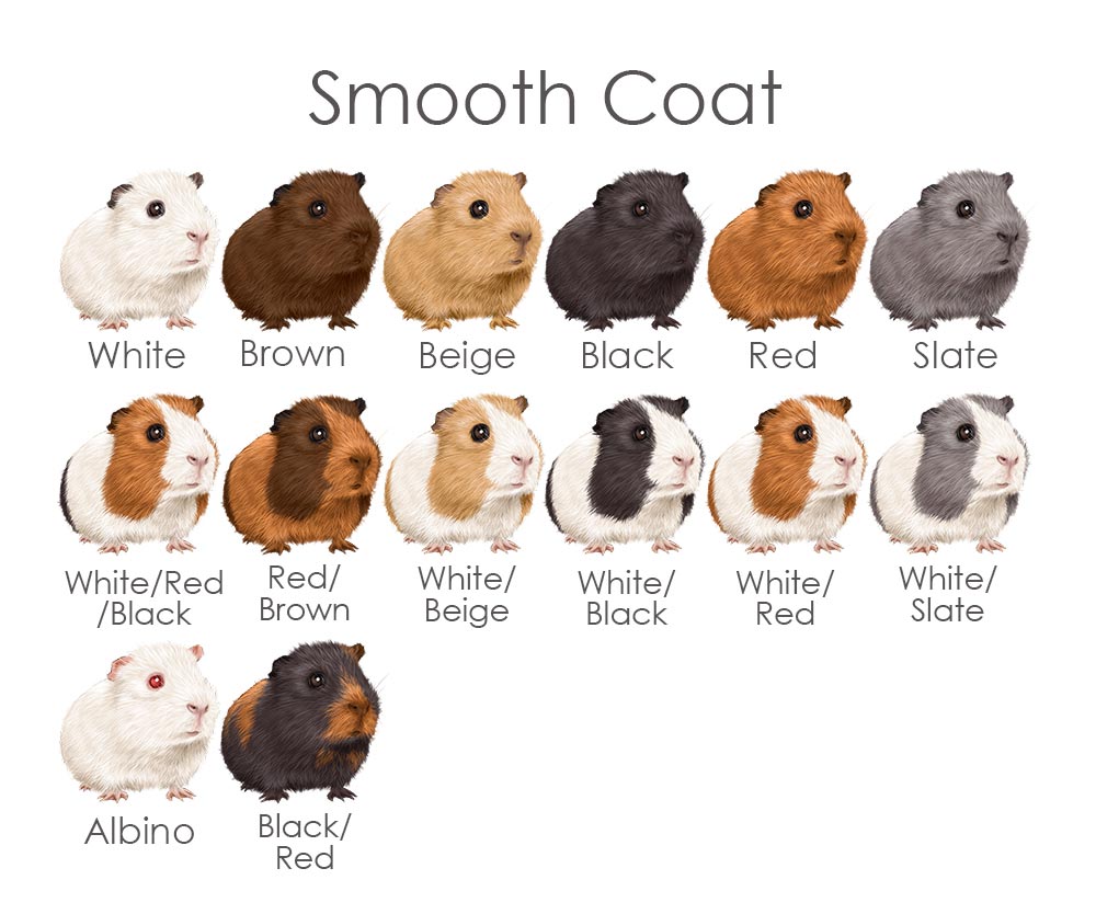 guinea pig colour chart for smooth coat fur option