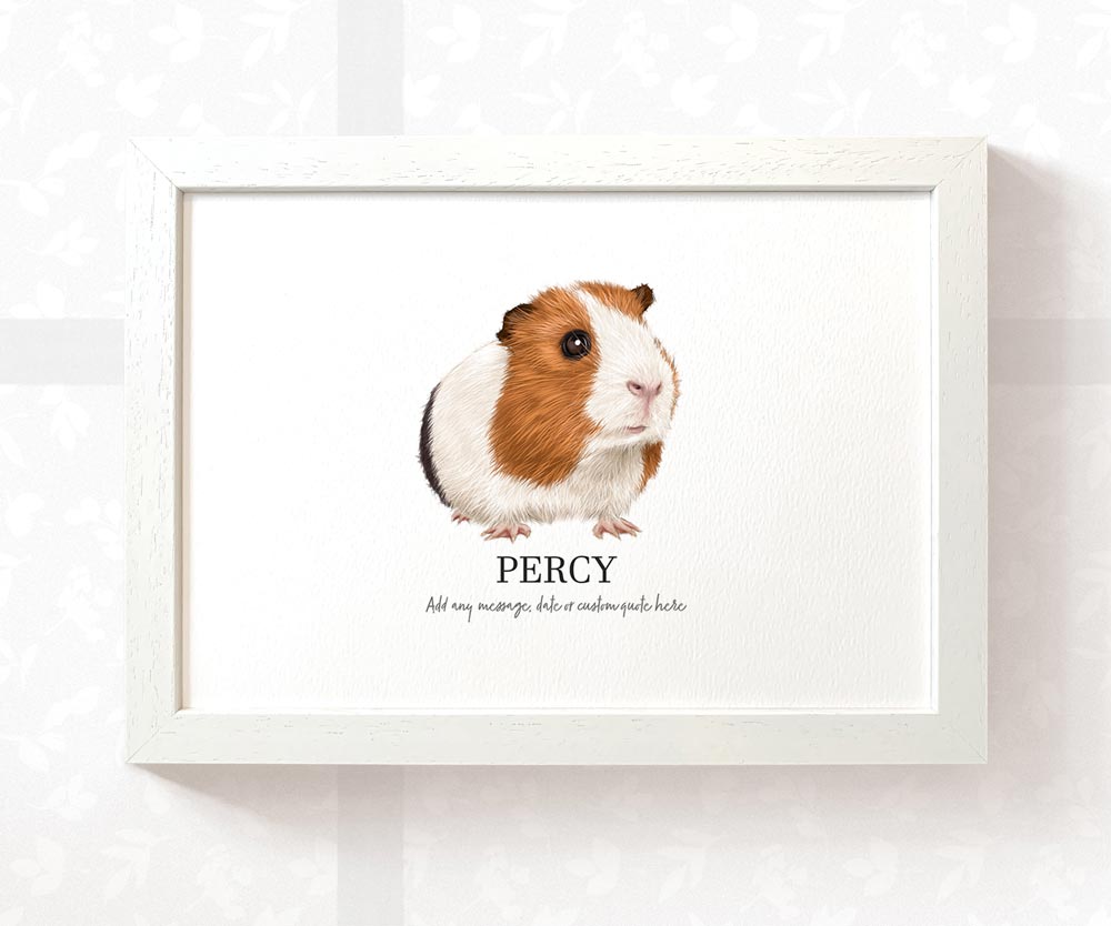 Illustrated and framed A4 smooth coat white red and black guinea pig print with pet name