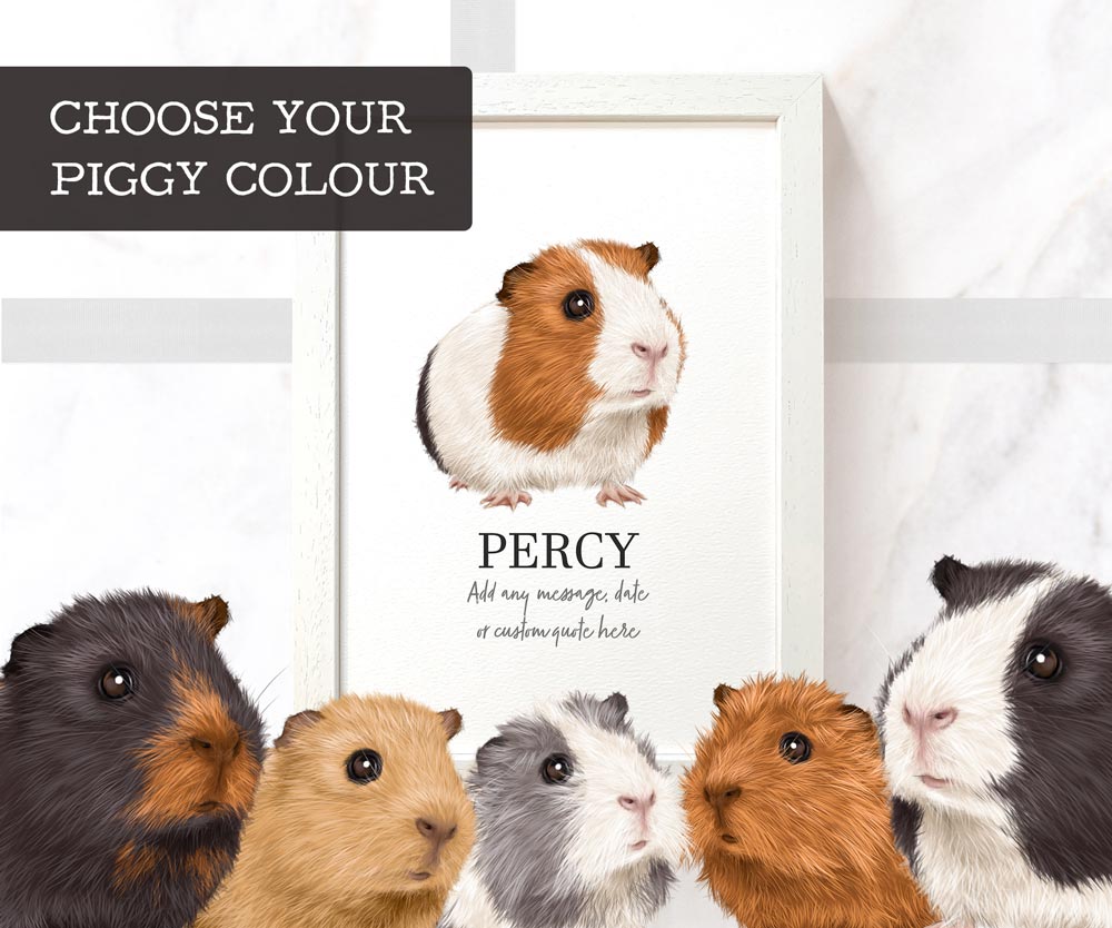 Tricolour Guinea pig wall art print in A3 frame with personalised message and pet name Percy