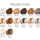 Rough coat guinea pig fur colour chart