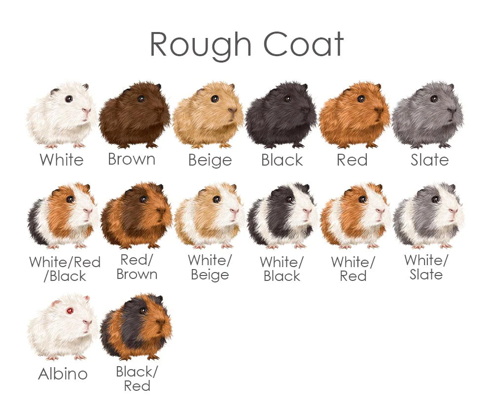 Rough coat guinea pig fur colour chart