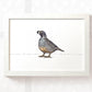 Quail Bird Nursery Art Print | Birds Children's Wall Art