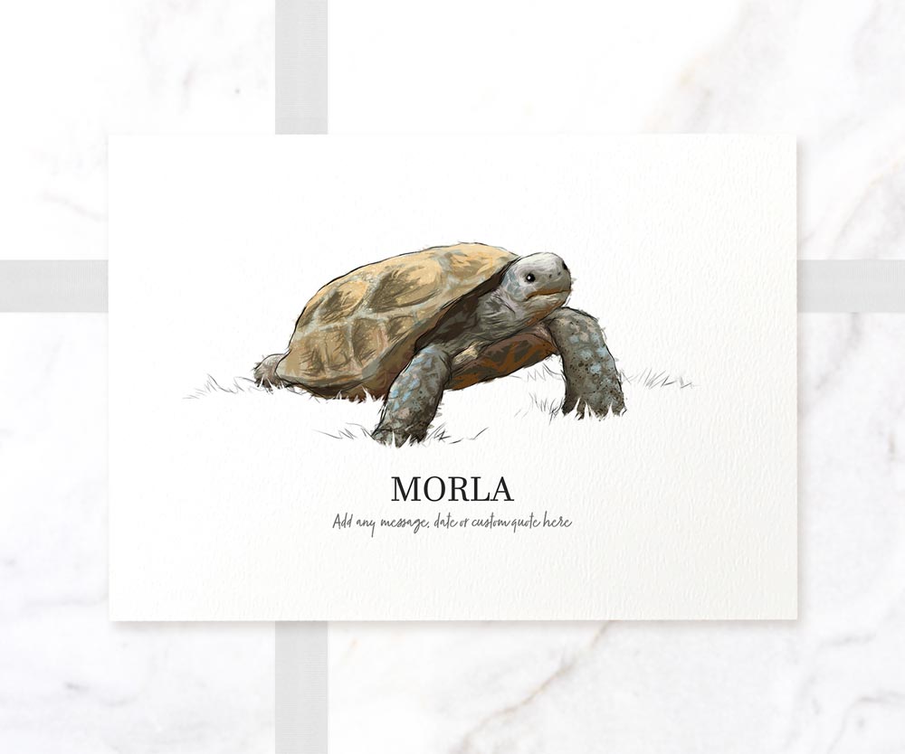 Tortoise Turtle Lizard Personalised New Pet Portrait Memorial Loss Christmas Gift Custom Wall Art Poster Print