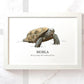 Tortoise Turtle Reptile Pet Portrait Memorial Loss Birthday Christmas Gift Name Sign Personalised Framed Art Print