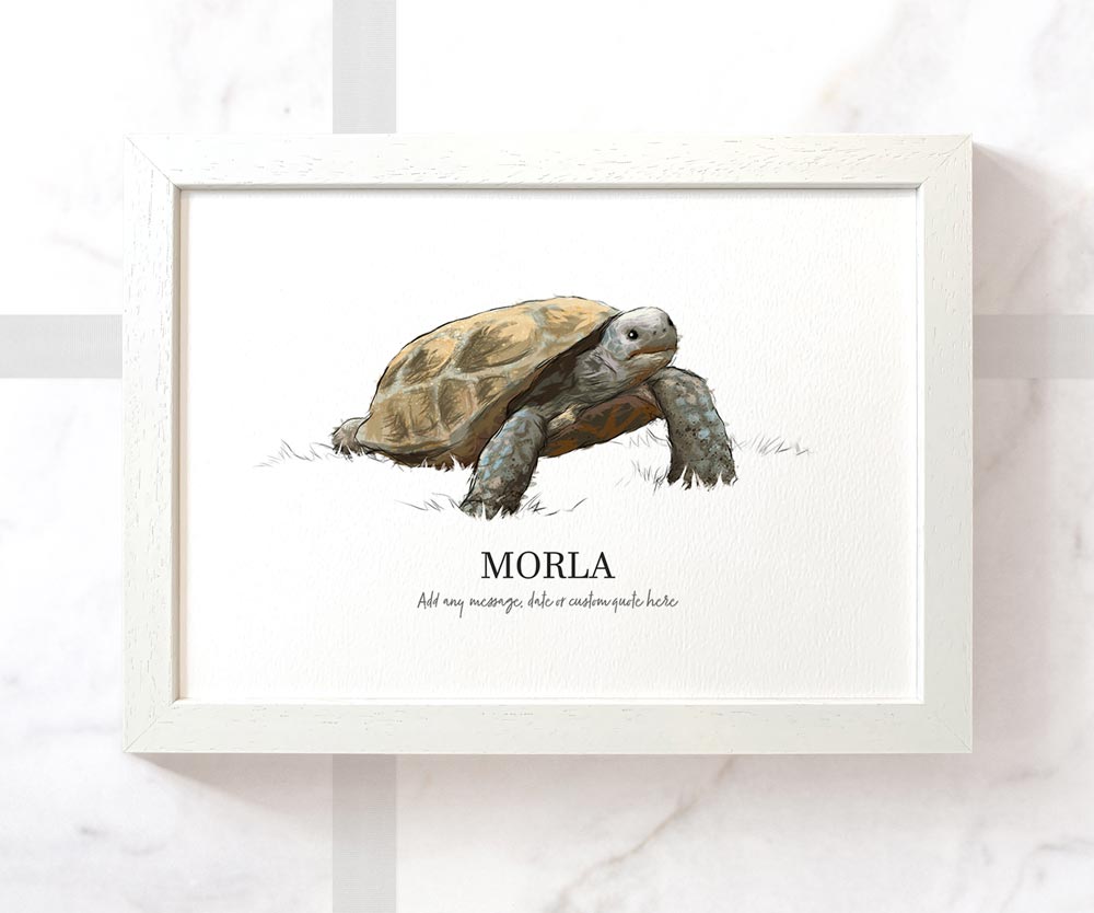 Tortoise Turtle Reptile Pet Portrait Memorial Loss Birthday Christmas Gift Name Sign Personalised Framed Art Print